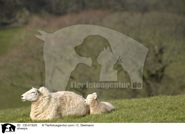 Schafe / sheeps / CD-01920