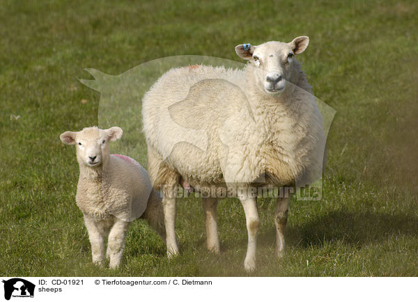 Schafe / sheeps / CD-01921