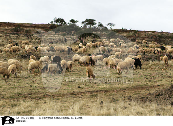 Schafe / sheeps / KL-08488