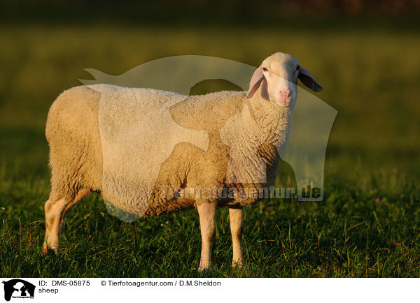 Schaf / sheep / DMS-05875