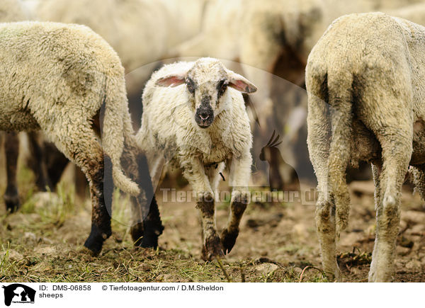 Schafe / sheeps / DMS-06858