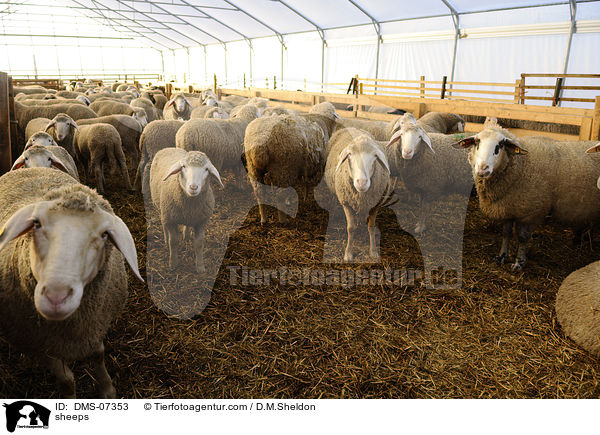 sheeps / DMS-07353