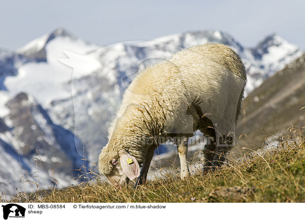 Schaf / sheep / MBS-08584