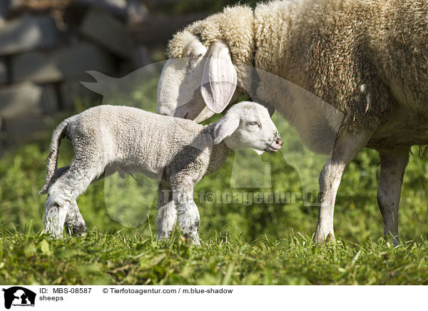 sheeps / MBS-08587