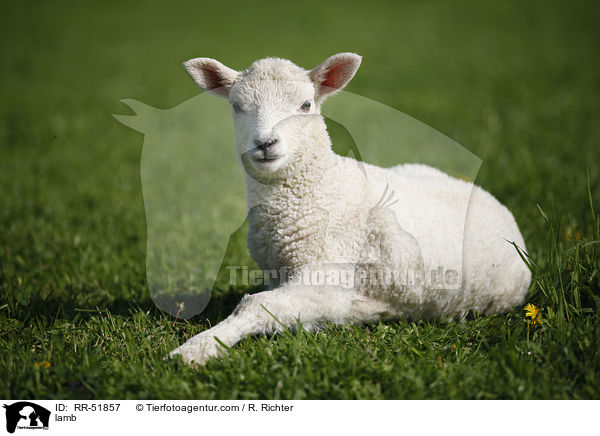 lamb / RR-51857