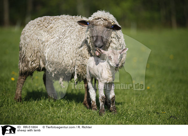 Schafmutter mit Lamm / sheep with lamb / RR-51864