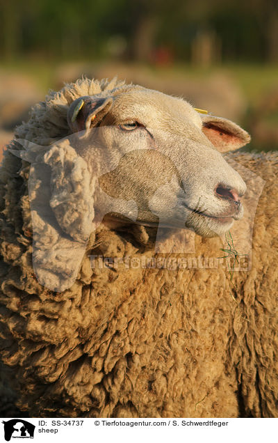 Schaf / sheep / SS-34737