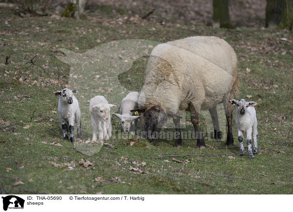sheeps / THA-05690