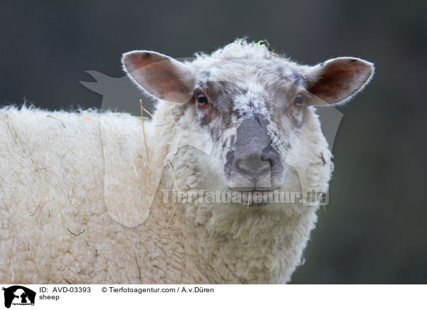 sheep / AVD-03393