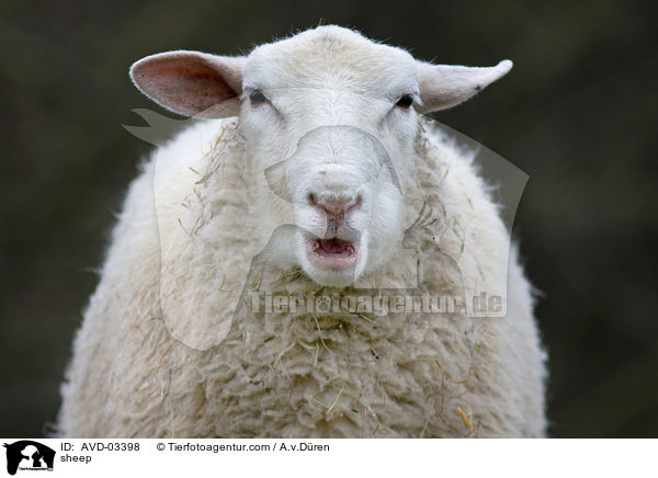 sheep / AVD-03398