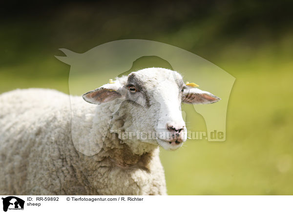 sheep / RR-59892
