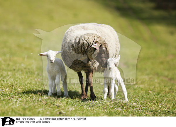 sheep mother with lambs / RR-59893