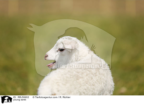 junges Lamm / young lamb / RR-59902