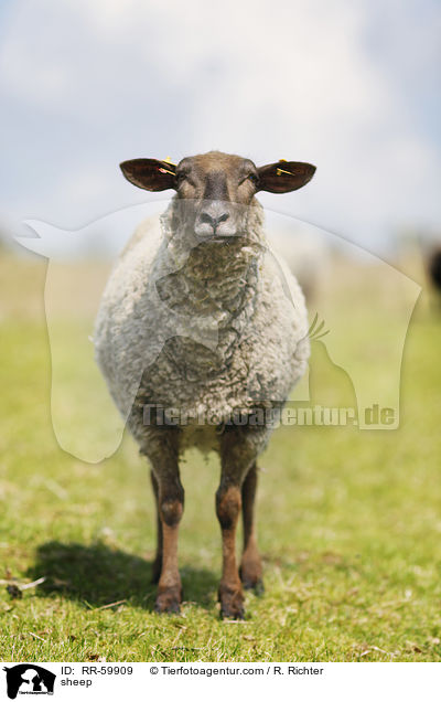 sheep / RR-59909