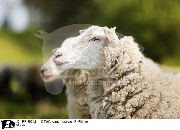 sheep / RR-59912