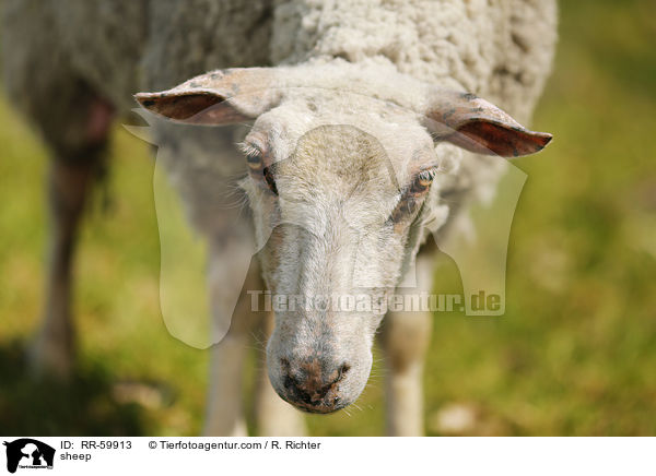sheep / RR-59913
