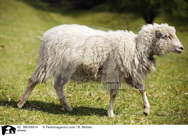 sheep / RR-59914