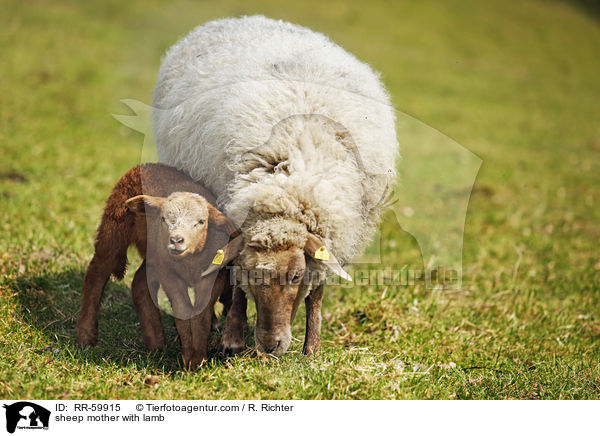 sheep mother with lamb / RR-59915