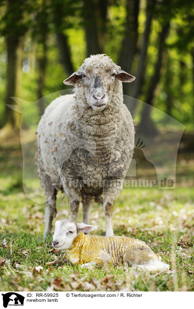 Neugeborenes Lamm / newborn lamb / RR-59925