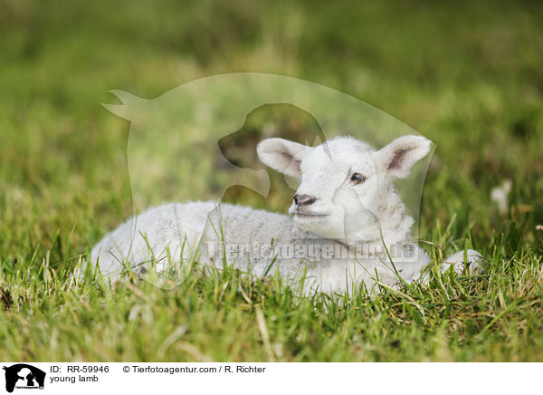 young lamb / RR-59946