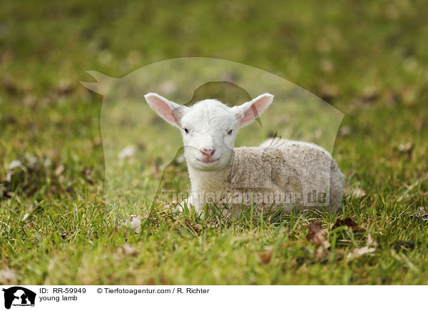 young lamb / RR-59949