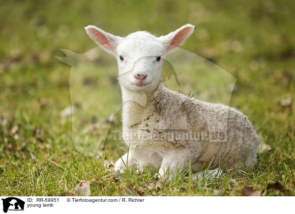 young lamb / RR-59951
