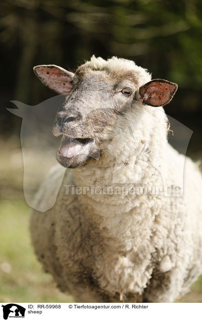 Schaf / sheep / RR-59968