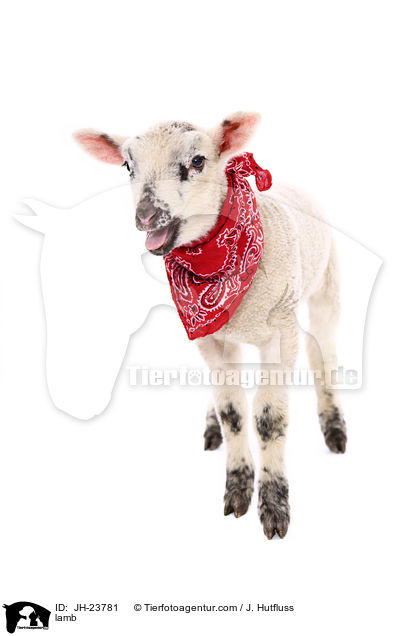 Lamm / lamb / JH-23781
