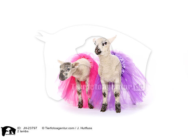 2 Lmmer / 2 lambs / JH-23797