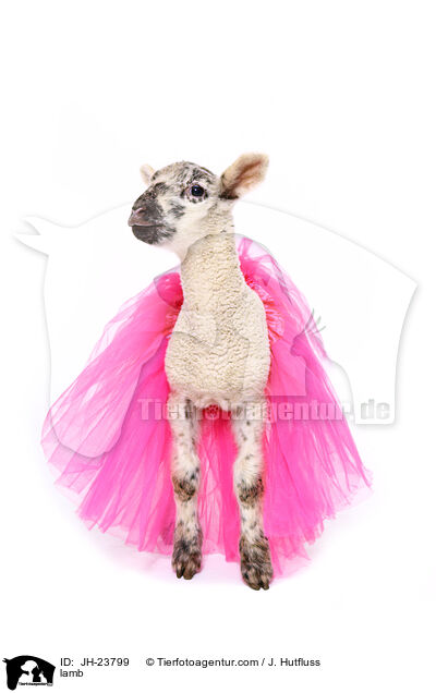 Lamm / lamb / JH-23799