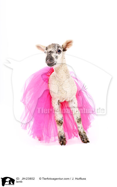 Lamm / lamb / JH-23802