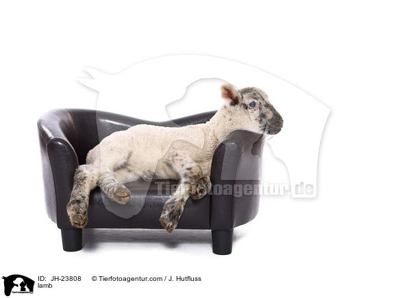 lamb / JH-23808