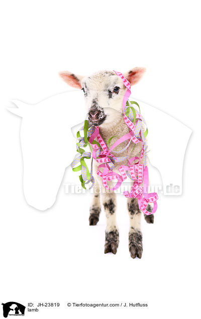 Lamm / lamb / JH-23819