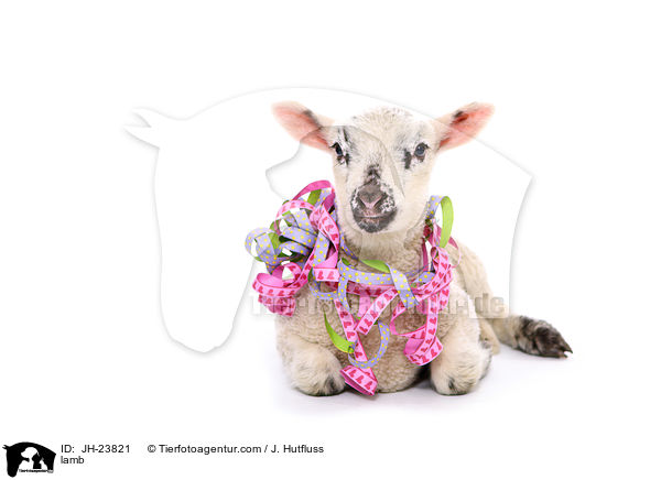 Lamm / lamb / JH-23821