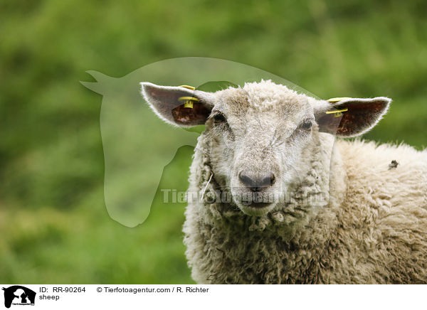 sheep / RR-90264