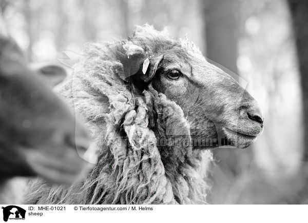 Schaf / sheep / MHE-01021