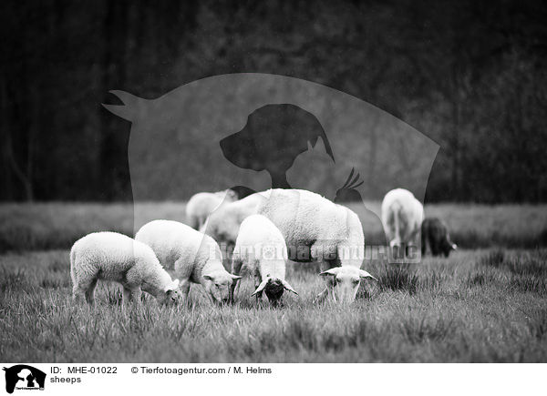 sheeps / MHE-01022