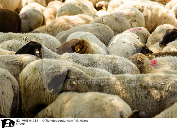 Schaf / sheep / MHE-01033