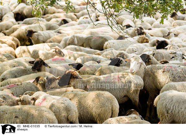 Schafe / sheeps / MHE-01035