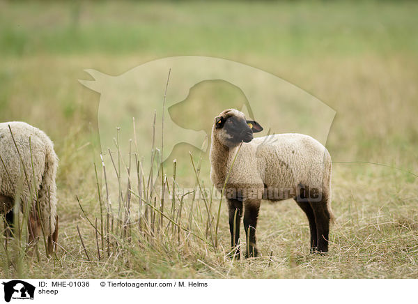 Schaf / sheep / MHE-01036