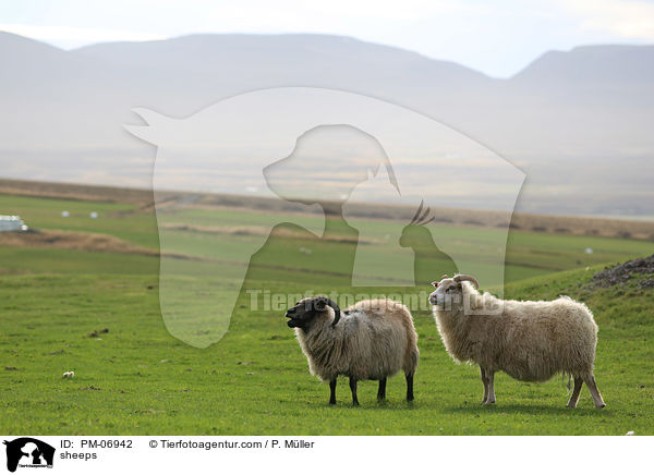 sheeps / PM-06942