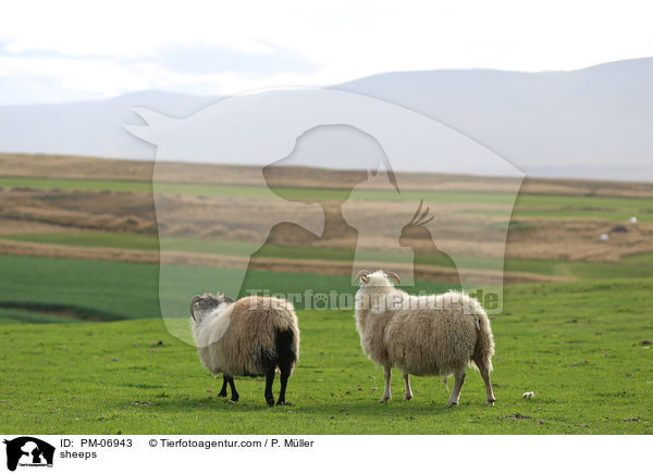 sheeps / PM-06943