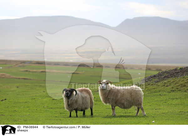 Schafe / sheeps / PM-06944