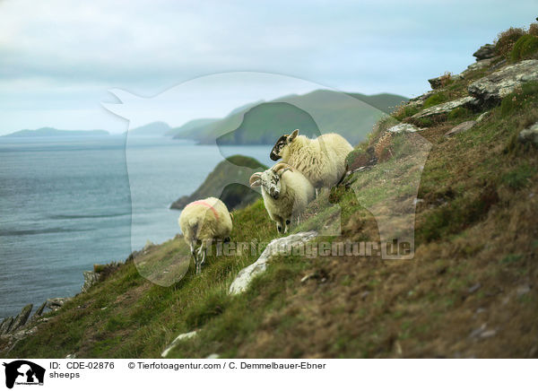 Schafe / sheeps / CDE-02876
