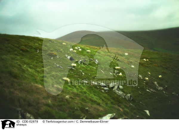 Schafe / sheeps / CDE-02878