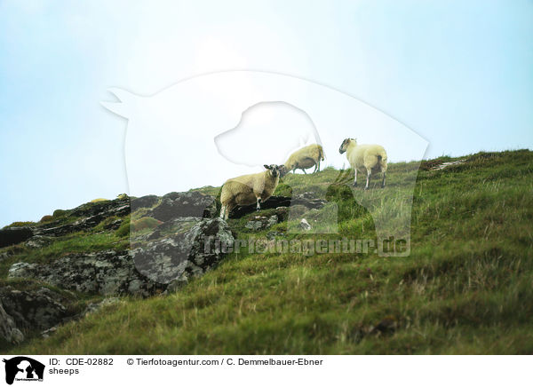 Schafe / sheeps / CDE-02882