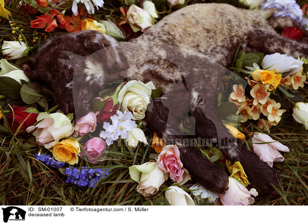 verstorbenes Lamm / deceased lamb / SM-01007