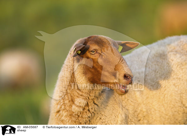 Schaf / sheep / AM-05687