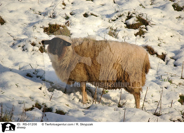 Schaf / sheep / RS-01206