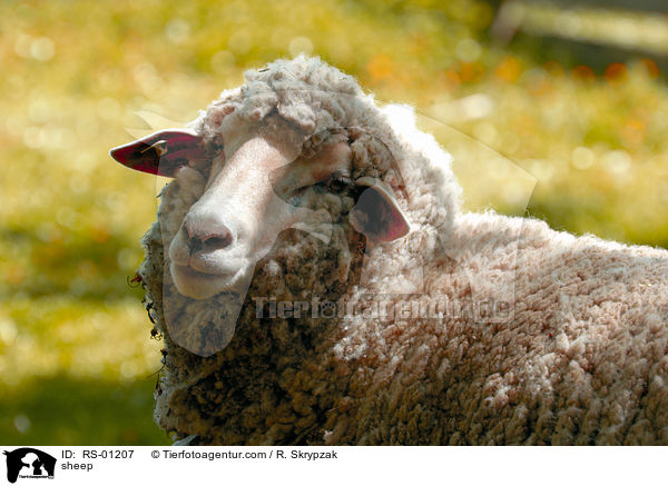Schaf / sheep / RS-01207